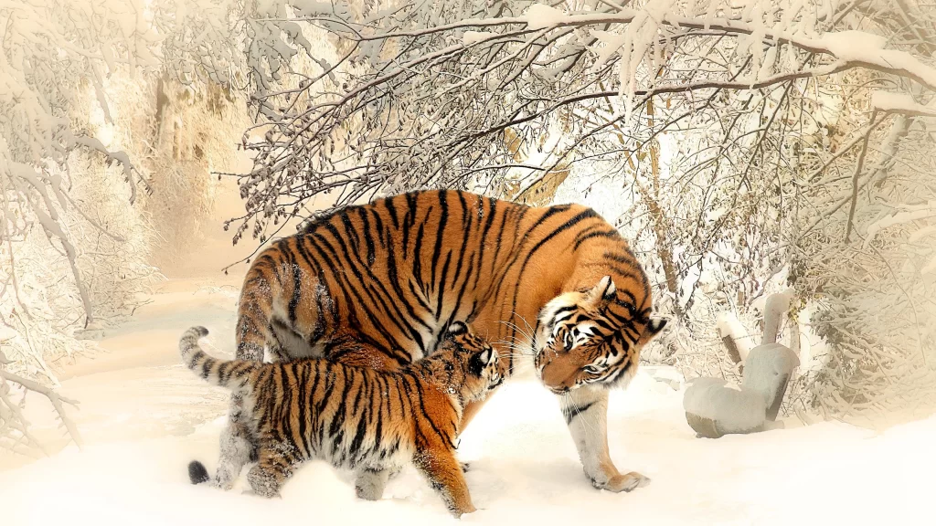 Tigers Snowy Forest Winter Cubs Nature