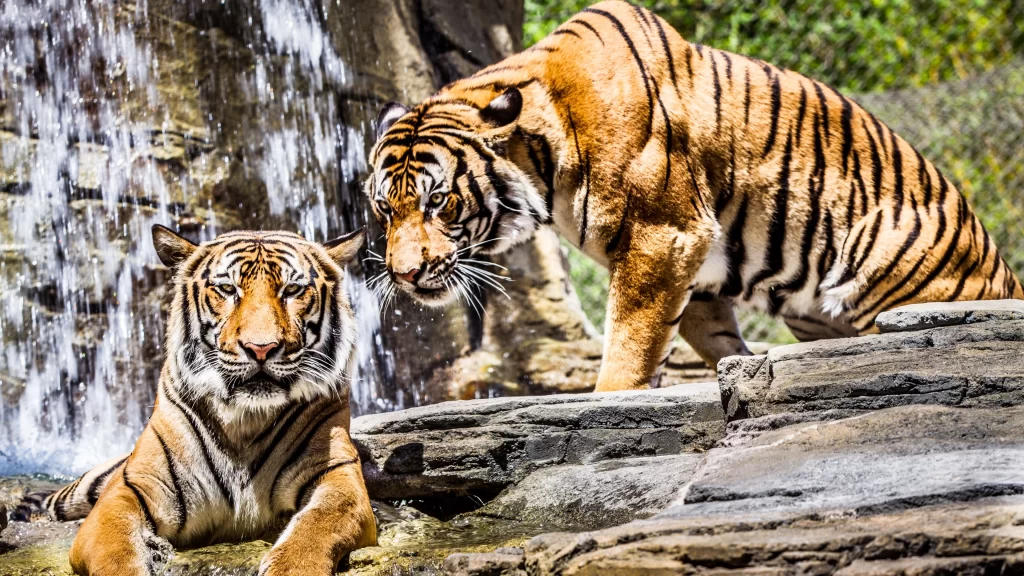 Tigers Waterfall Rocks Sunlight Nature
