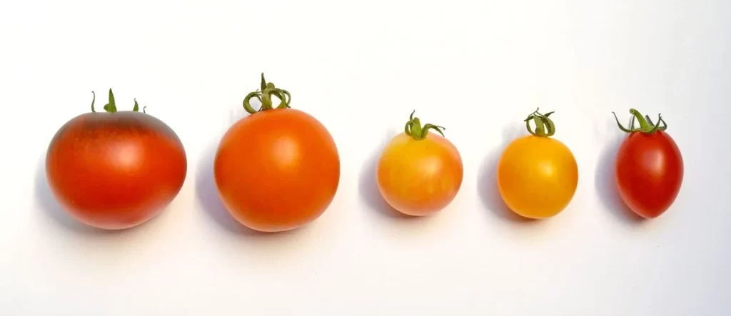Tomato Red Round Fresh