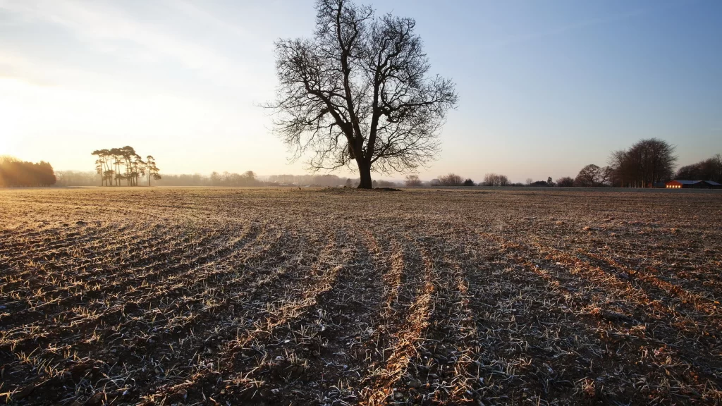 tree field frost sunrise landscape