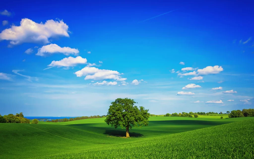 tree field sky clouds landscape nature