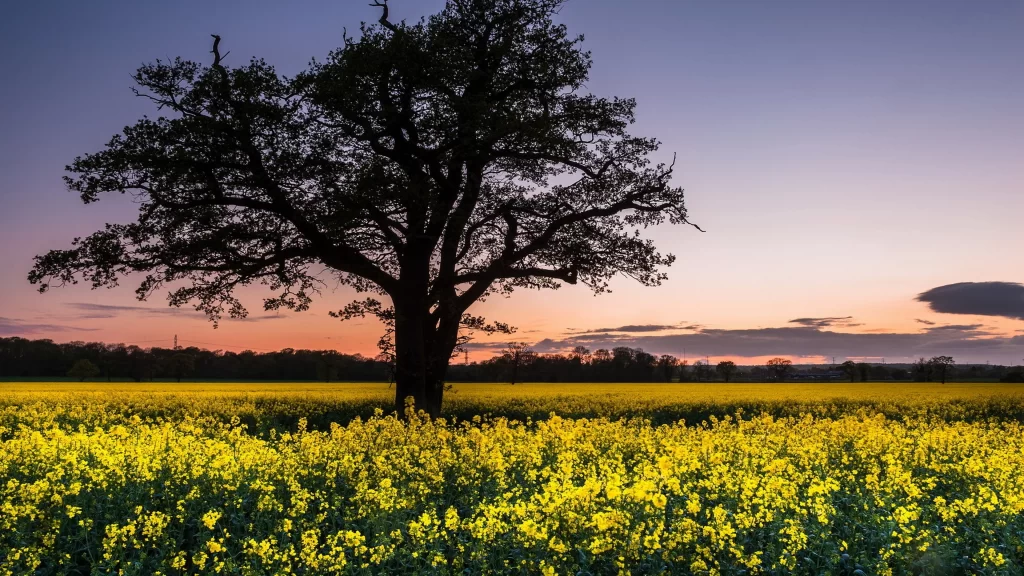 tree field sunset flowers sky landscape