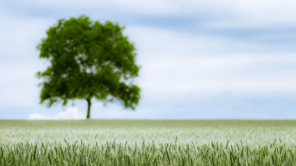 tree grass sky cloud