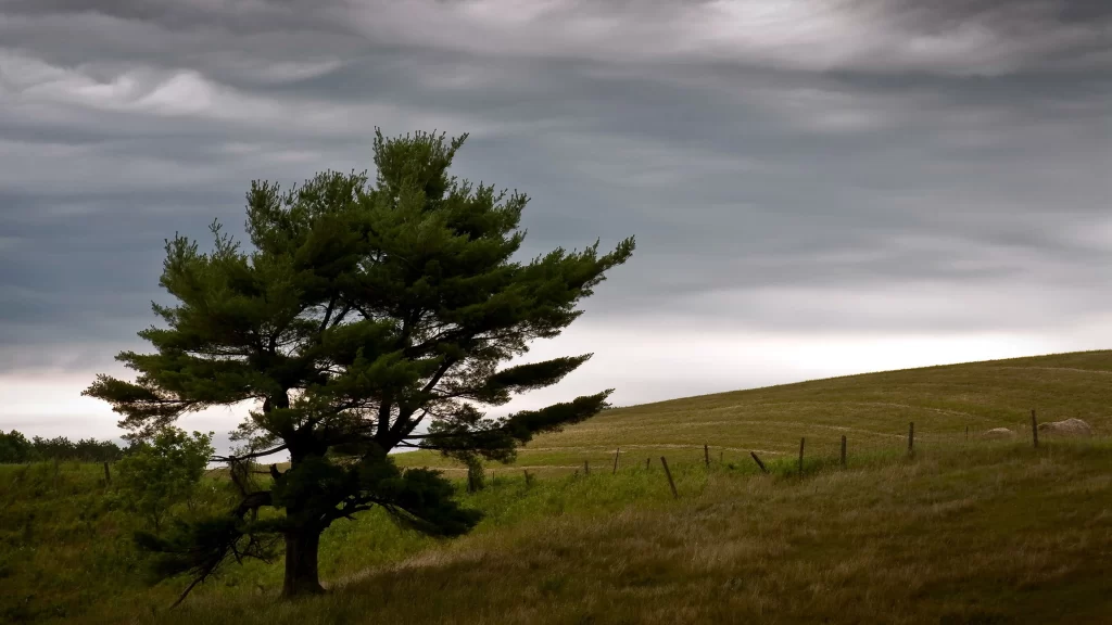 tree grass sky clouds fence landscape