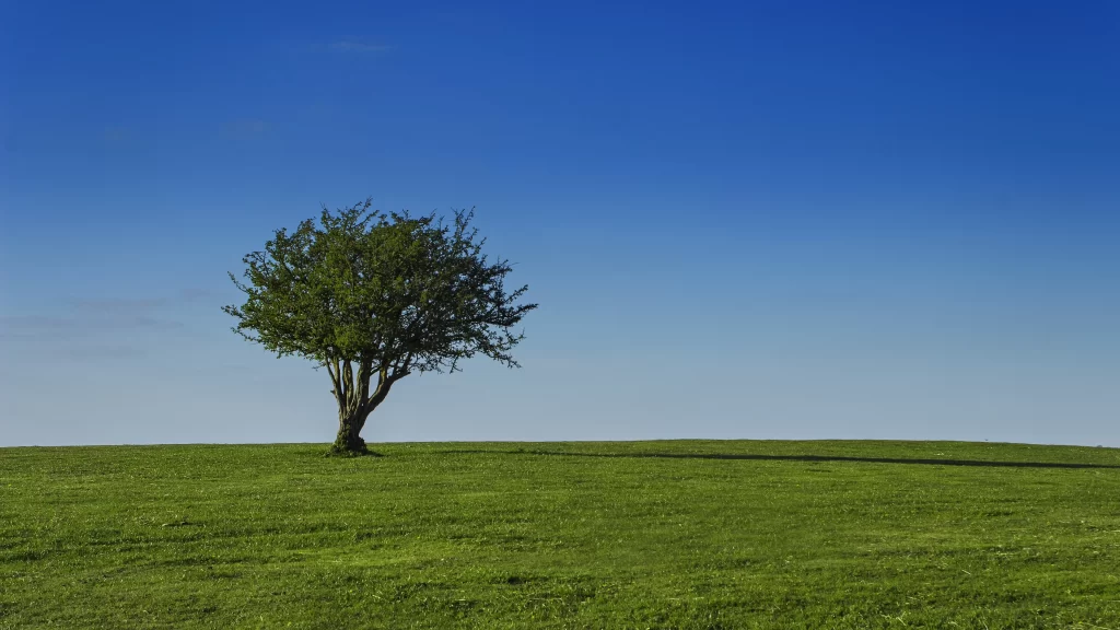 tree grass sky landscape