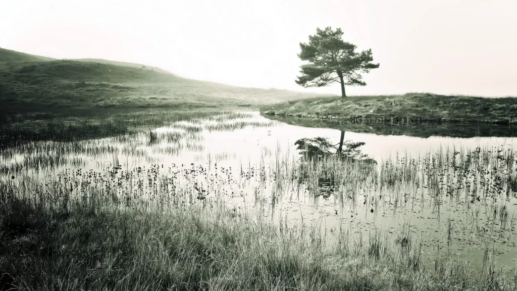 tree reflection water grass landscape nature