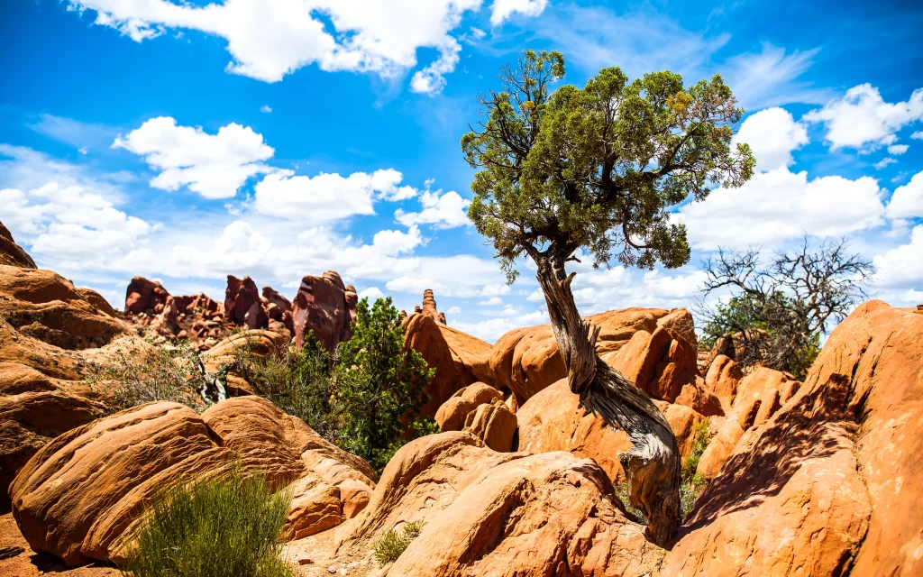 tree rock desert sky cloud