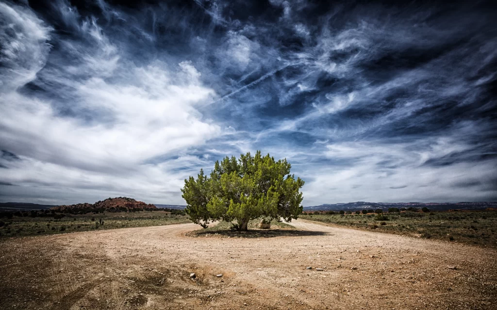 tree sky clouds dirt road landscape solitude