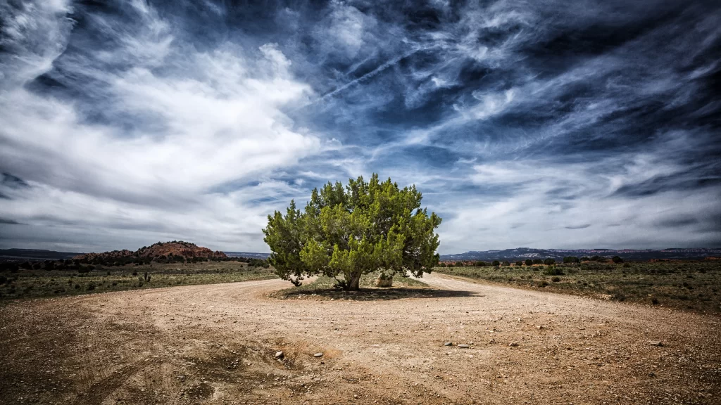 tree sky clouds dirt road landscape solitude
