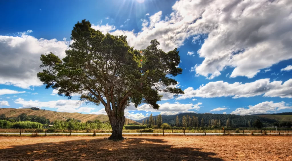 tree sky clouds sunlight field landscape