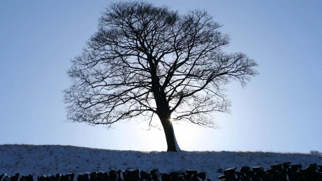 tree snow sunlight winter landscape nature