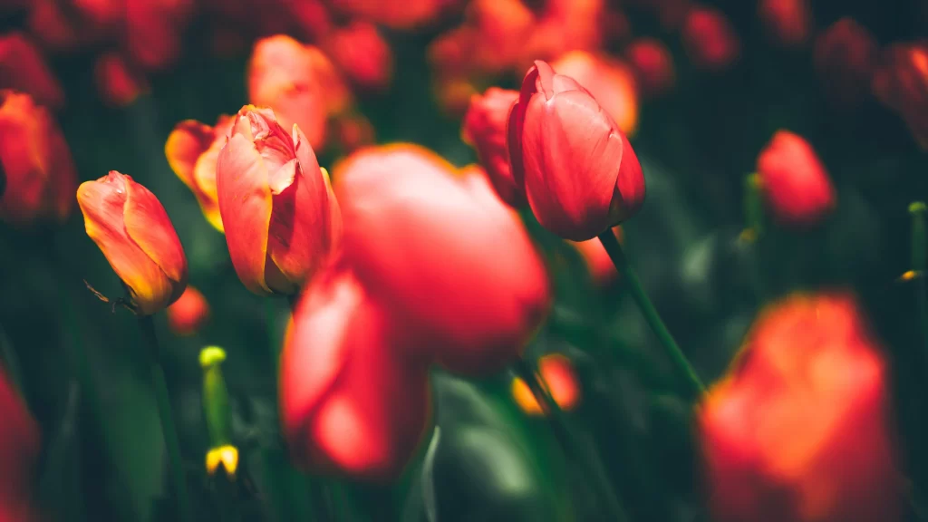 tulips red flowers garden vibrant blooming