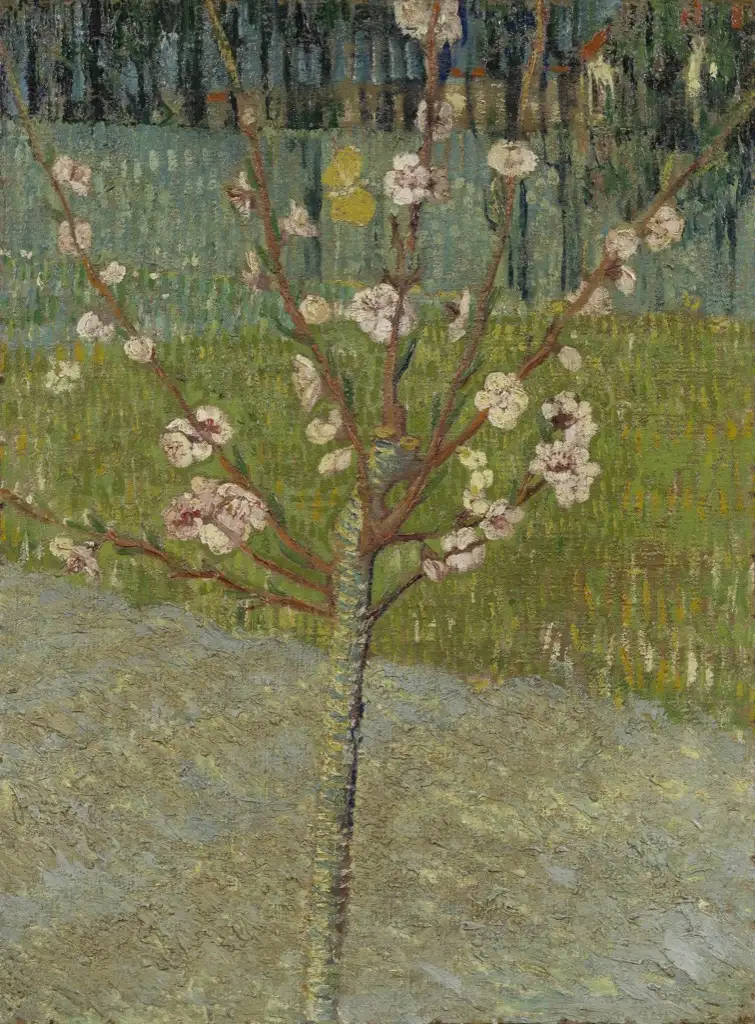 Almond Tree in Blossom Van Gogh