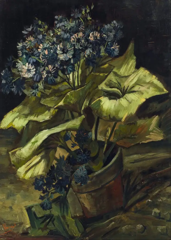 Cineraria Van Gogh