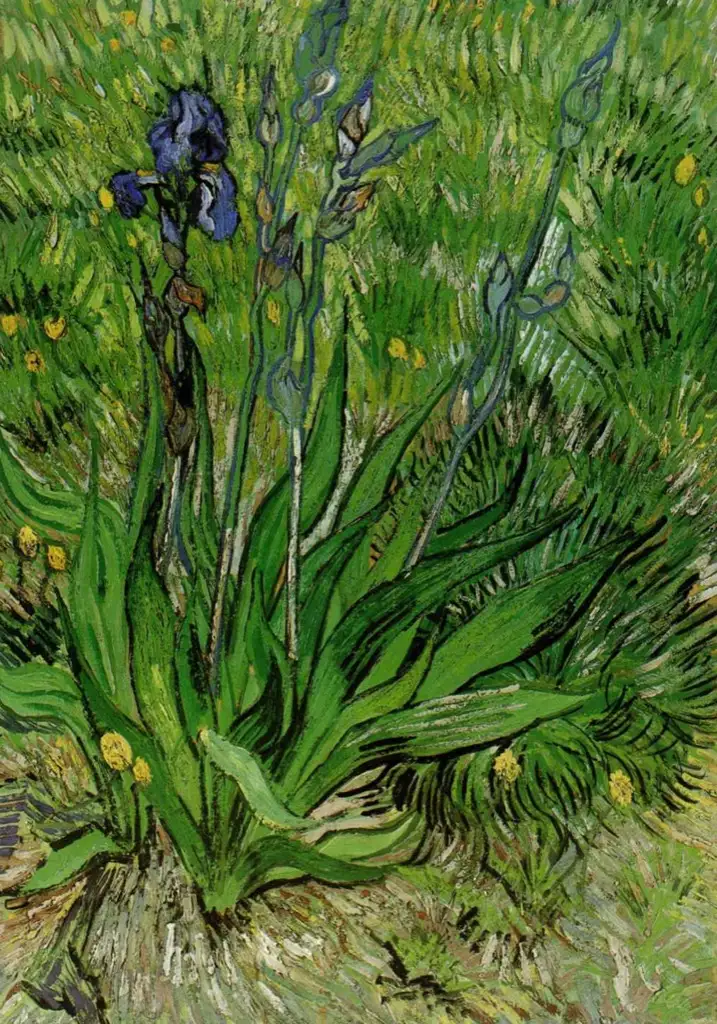 Iris flowers Van Gogh