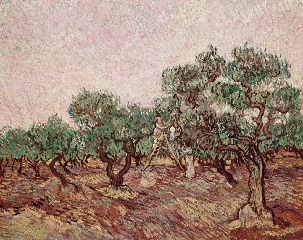 Olive Grove9 Van Gogh