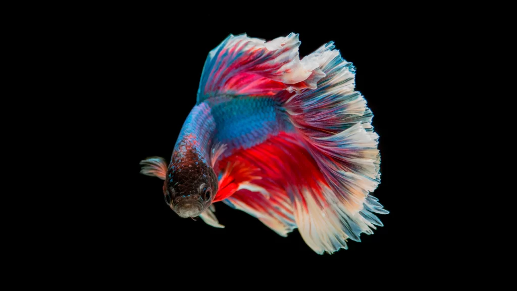 Vibrant Colorful Fish Tail Black Background