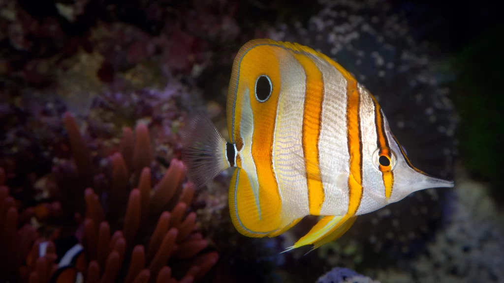 Vibrant Coral Reef Tropical Fish Ocean Marine Life