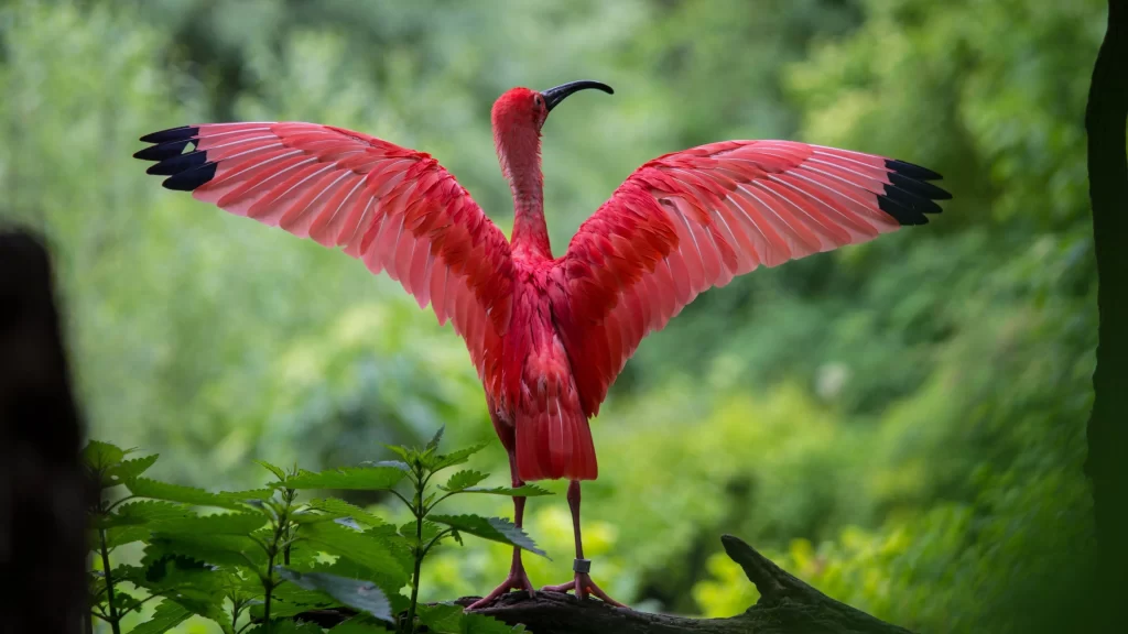 Vibrant Red Bird Green Forest Wings Spread Nature