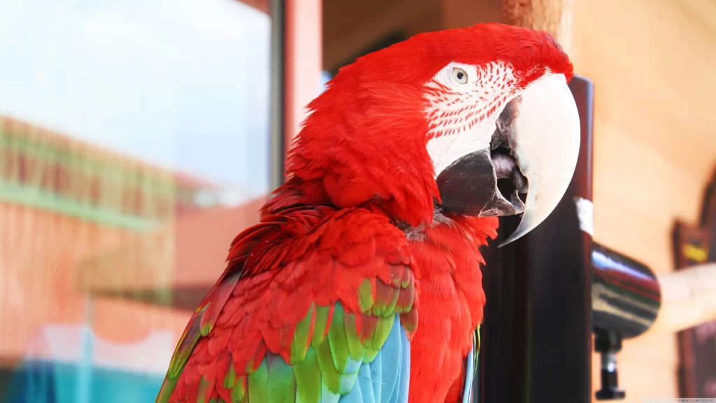 Vibrant Red Parrot Feathers Beak Eyes