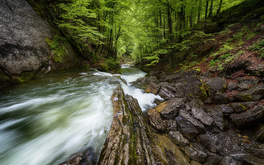 Rushing River Rocky Banks Verdant Trees Mossy Rocks Lush Forest