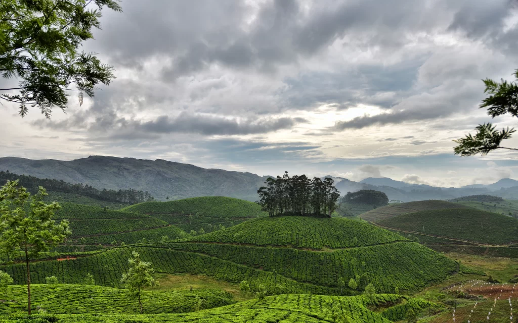 Lush Green Hills Rolling Tea Plantation Misty Mountains Cloudy Sky