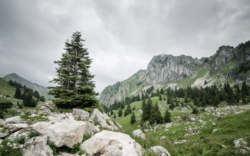 Mountainous Terrain Evergreen Trees Rocky Outcrop Overcast Sky Verdant Hills