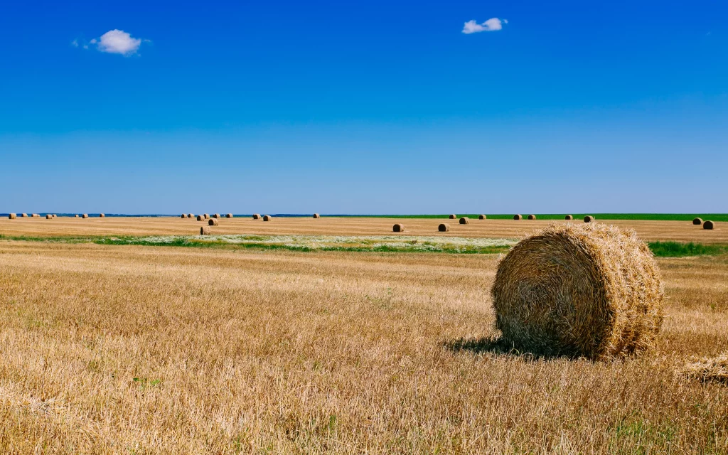 Golden Haystacks Field Blue Sky Horizon
