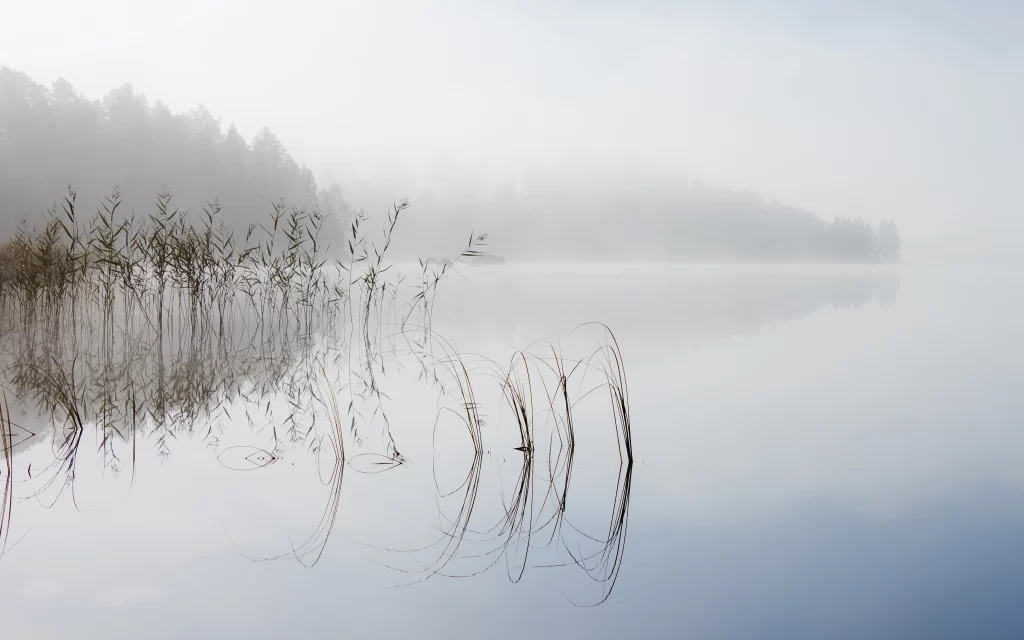 Misty Lake Reeds Reflection Foggy Forest Calm