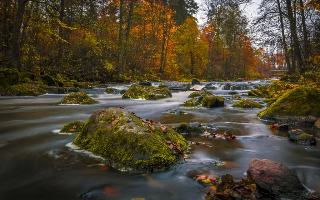 Autumn Forest River Mossy Rocks Colorful Leaves