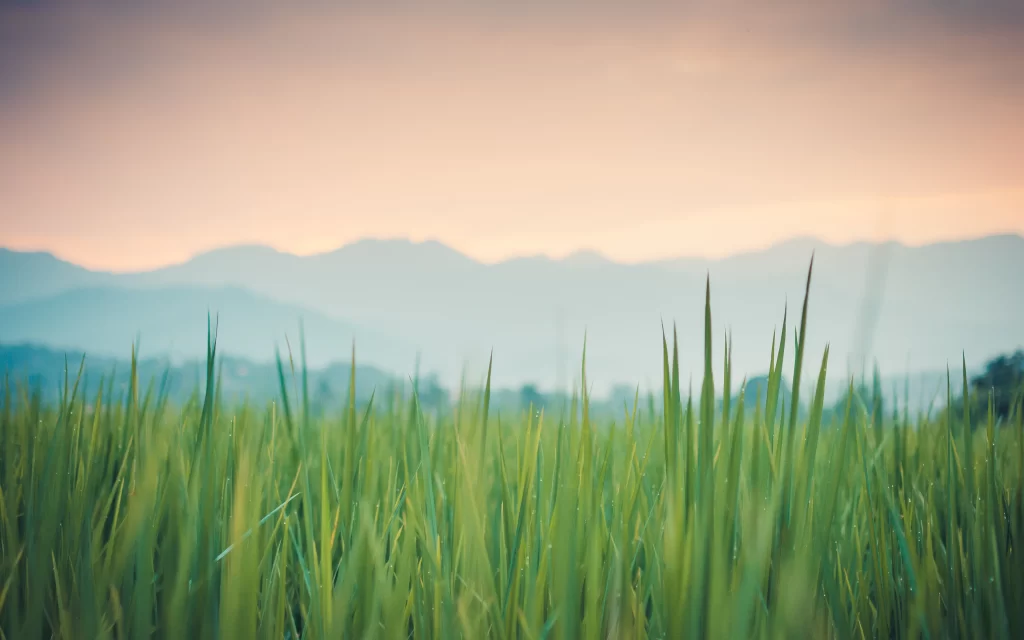 Sunset Rice Field Mountains Mist