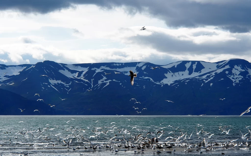 Snowy Mountains Birds Flying Lake Clouds