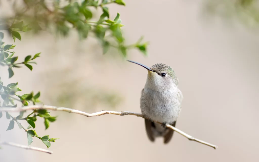 Hummingbird Branch Green Leaves Nature Soft Focus