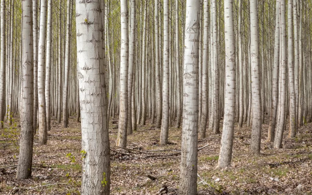 Tall Trees Forest Dense Straight White Bark