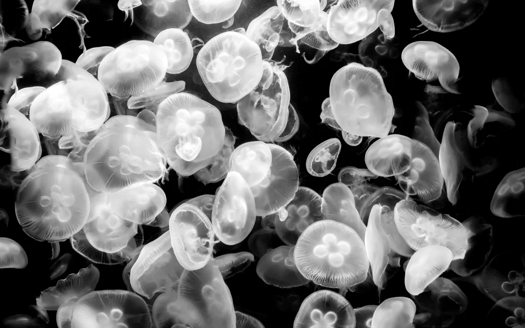 Jellyfish Underwater Black and White