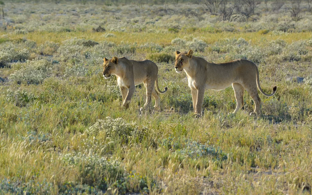 Lions Grassland Wildlife Nature Plains
