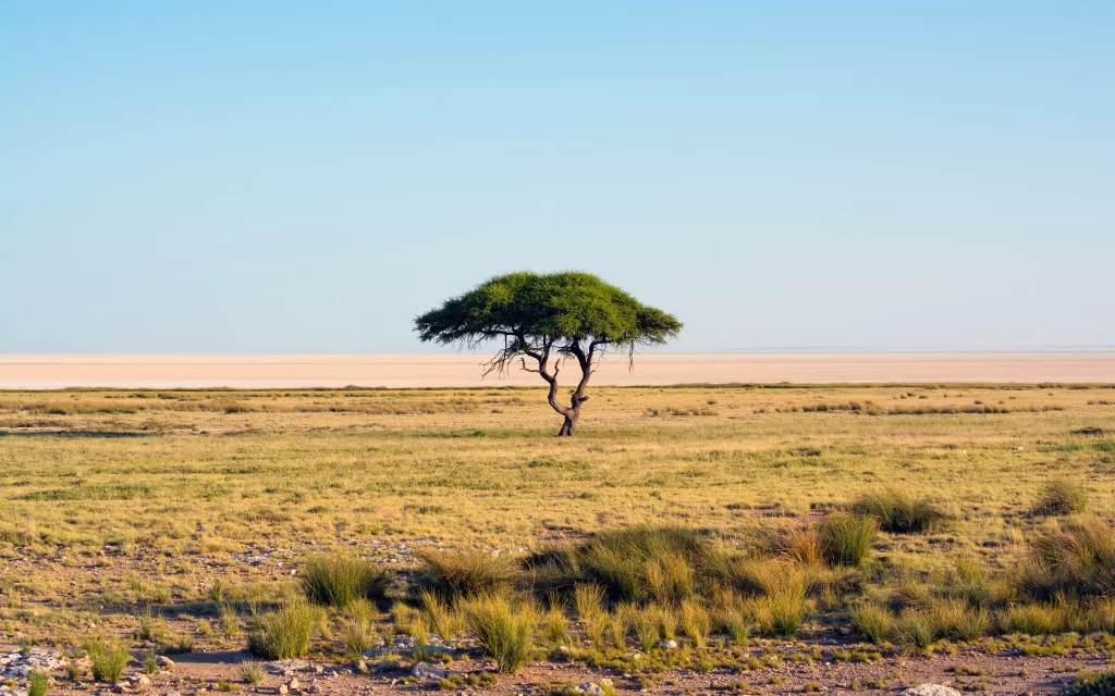 Desert Tree Solitude Horizon Plains