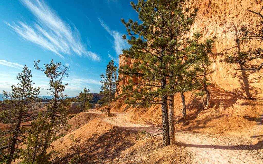 Desert Canyon Pine Trees Rocky Path Blue Sky