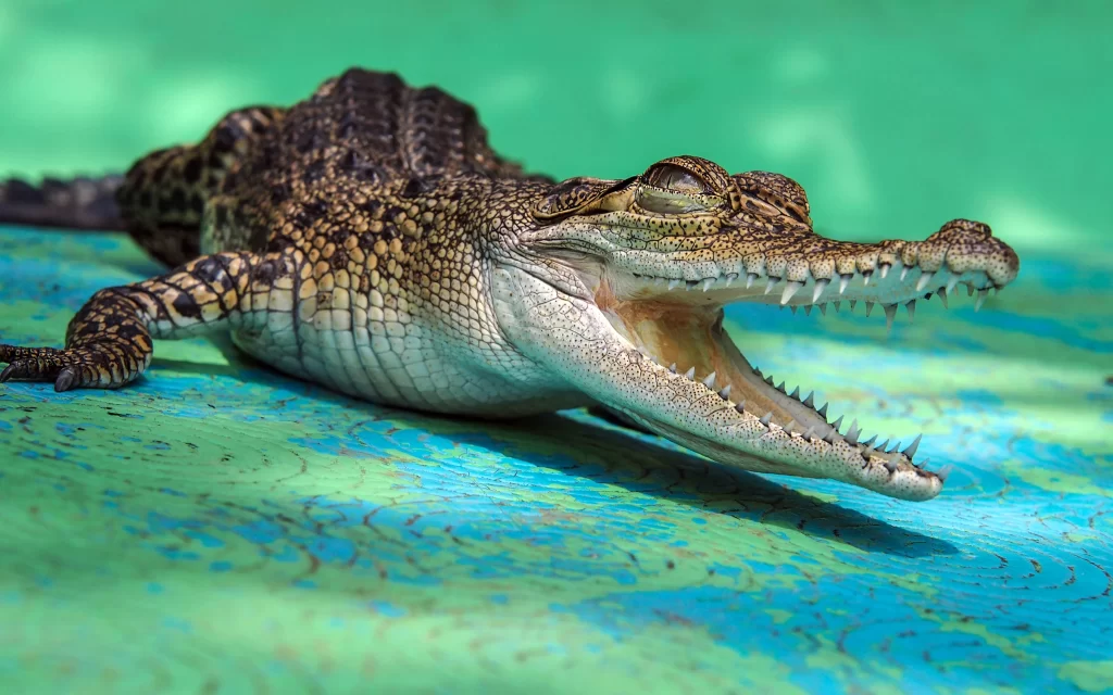 Crocodile Teeth Open Mouth Green Background