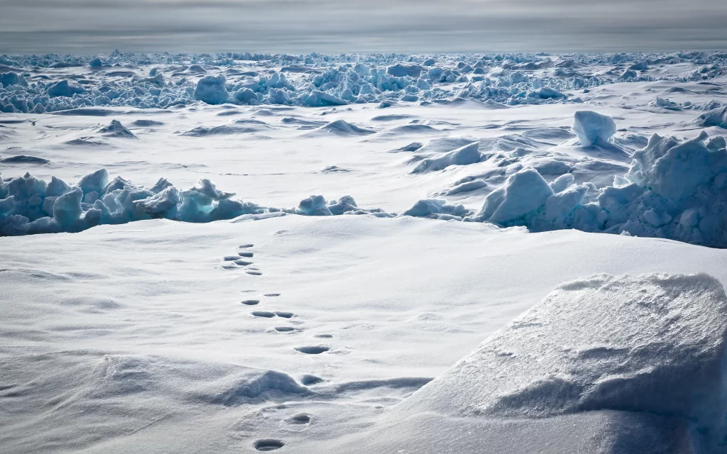 Snowy Arctic Ice Footprints Cold