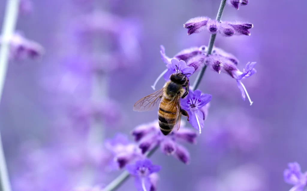 Bees Purple Flowers Nature Pollination