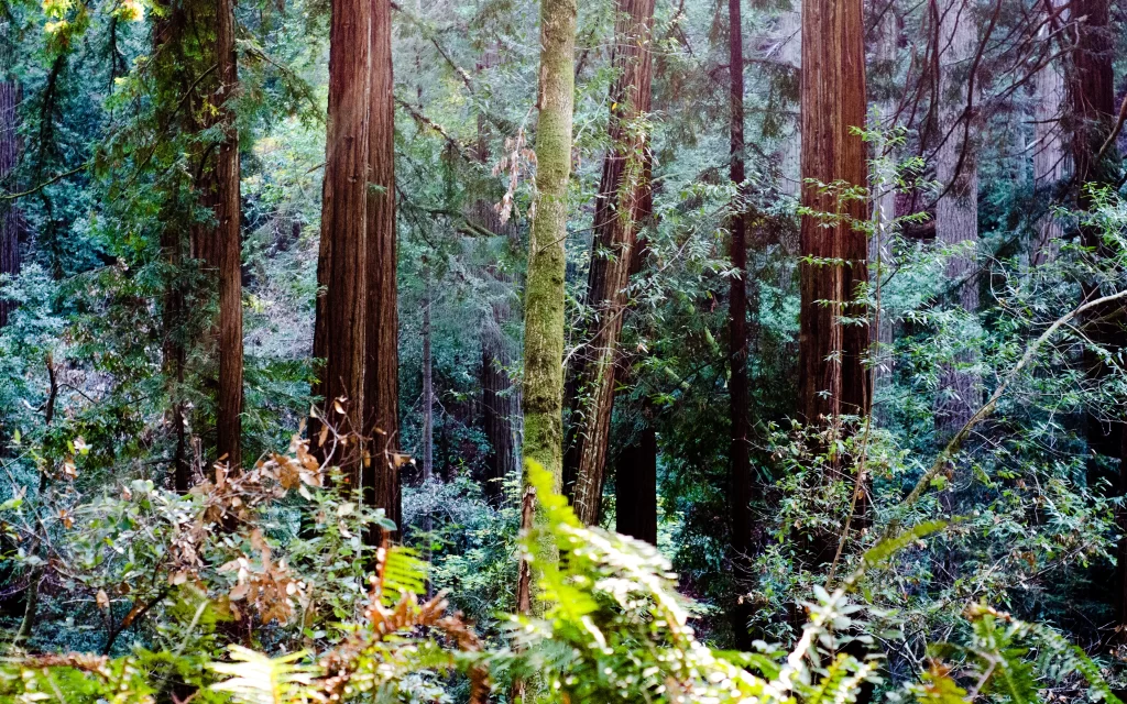 Tall Trees Dense Forest Greenery Sunlight