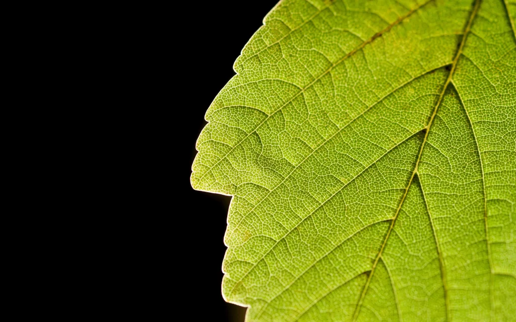 Green Leaf Nature Texture Veins