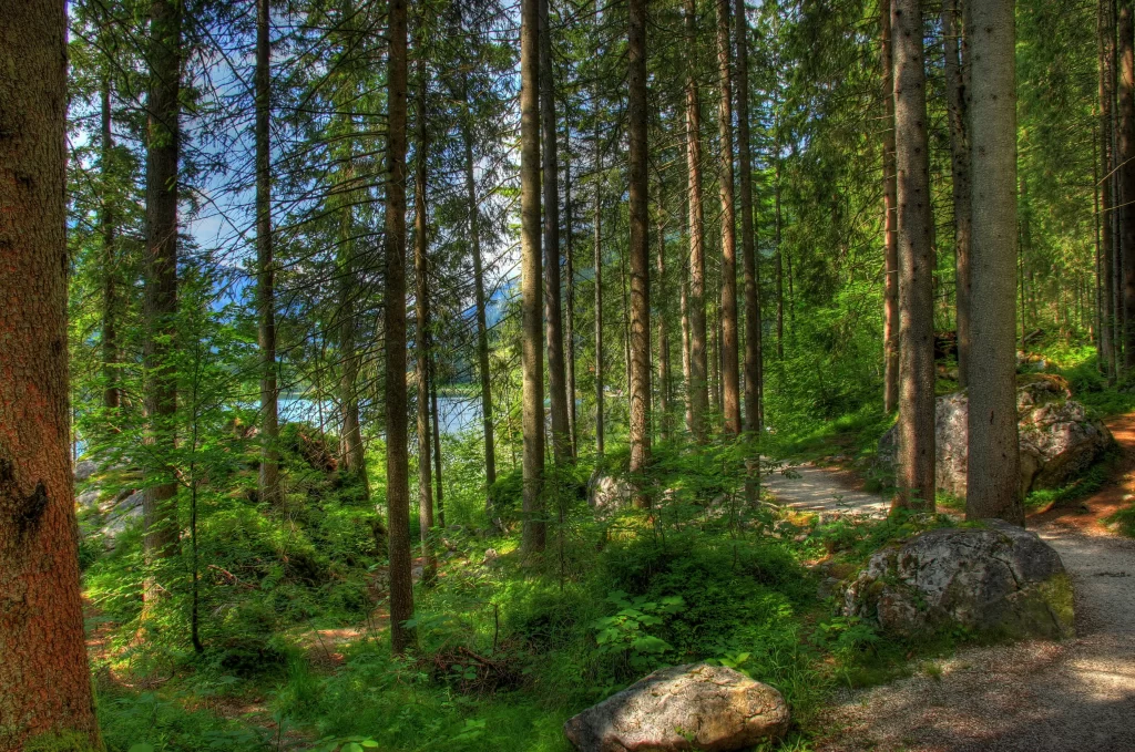 Sunlit Forest Path Tranquil Lake Rocky Trail Verdant Foliage