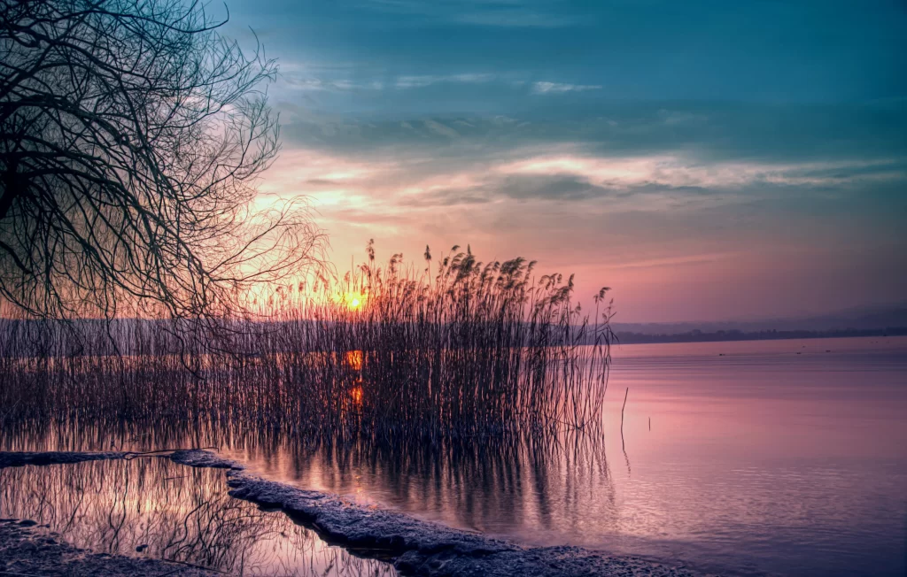 Sunset Lake Reeds Tree Silhouette Calm