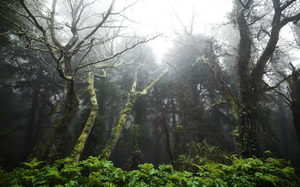 Misty Forest Dense Trees Mossy Branches Green Undergrowth