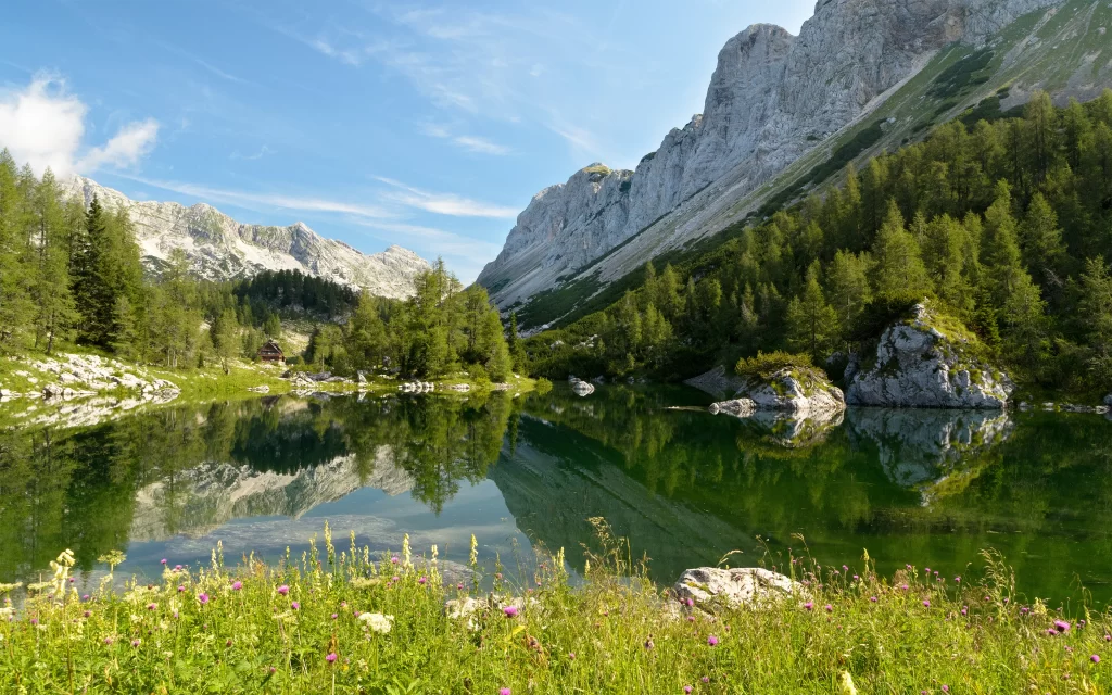 Mountain Lake Forest Clear Sky Reflection Wildflowers