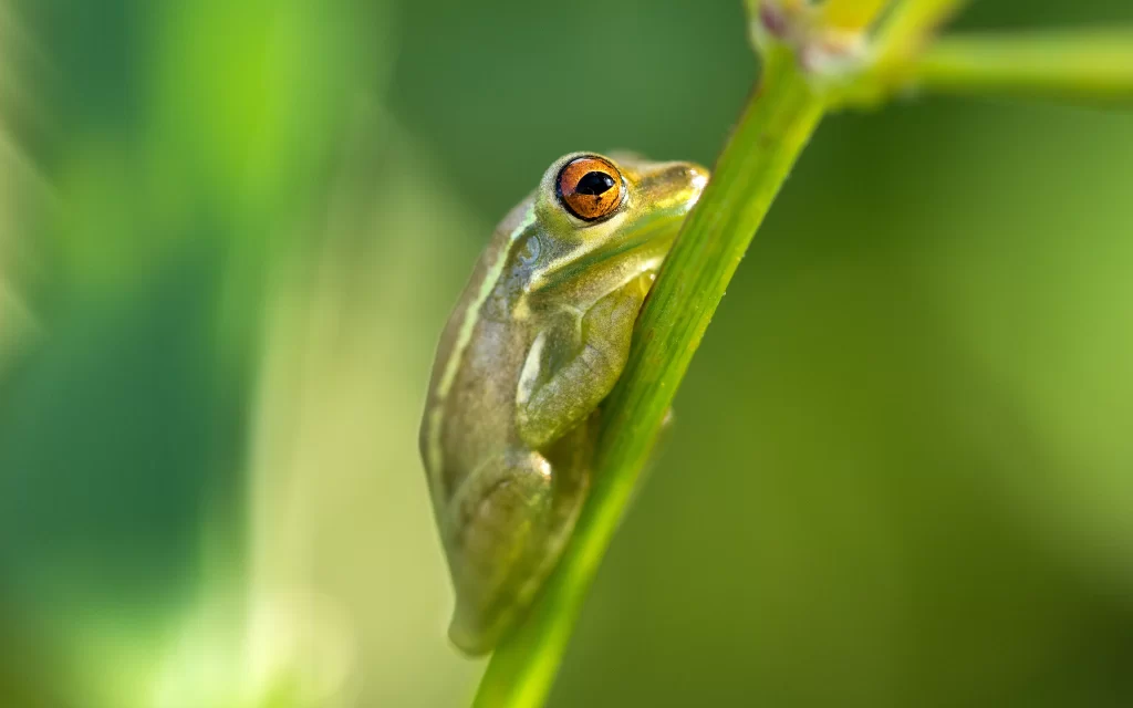 Frog Green Plant Nature Close-up