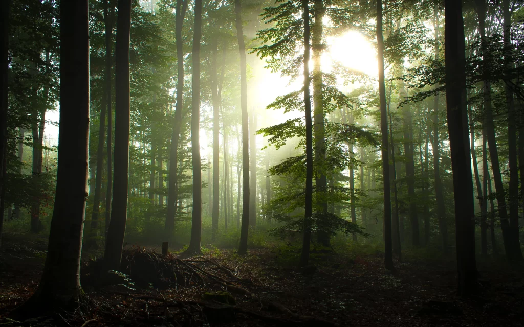 Sunlight Misty Forest Tall Trees Green Leaves Nature