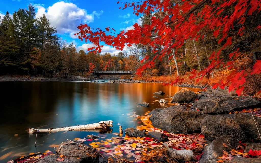 Autumn River Rocks Bridge Trees